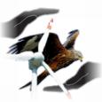 Rotmilan, Fledermäuse und Vogelzug bringen schwäbisches Windkraftprojekt zu Fall