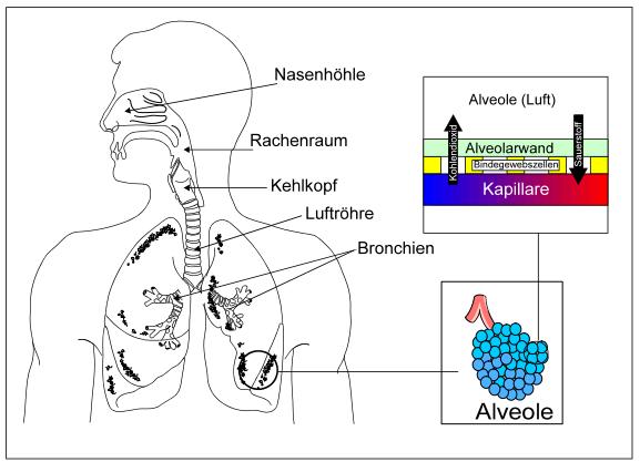 Abb. 2.1: Atmungssystem mit Gasaustausch