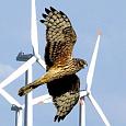 Schützen statt schätzen: Vogelschutz versus Windkraft